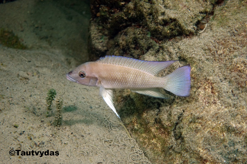 Neolamprologus sp. 'modestus mahale' Sibwesa Rocks